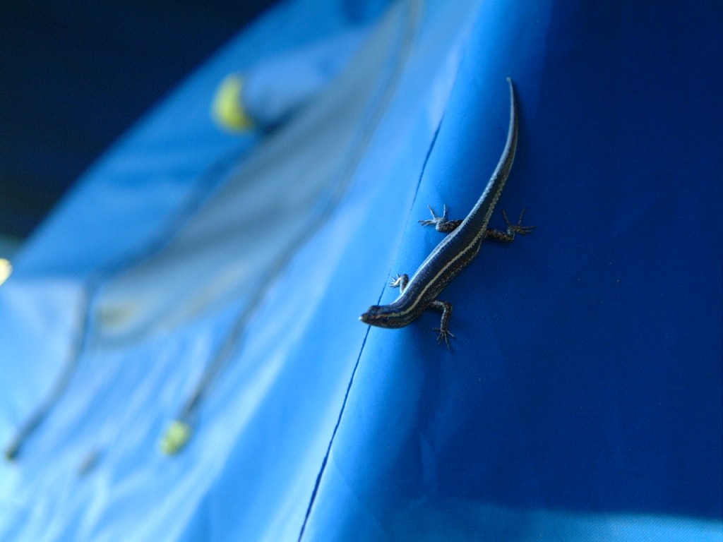 Lizard on tent Brisbane