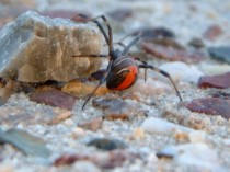 Redback Spider Brisbane