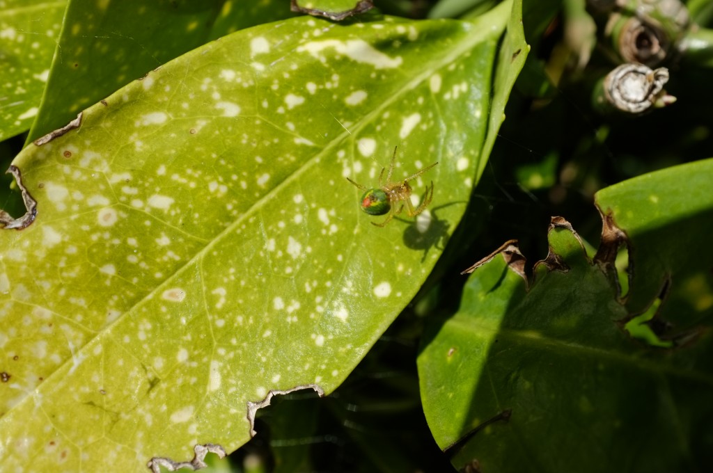 Photo Watermelon Spider